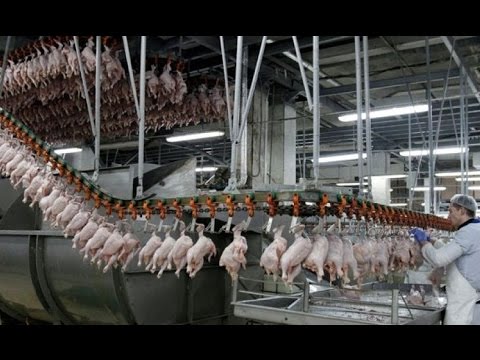 World Modern Technology Automatic POULTRY PRODUCTION