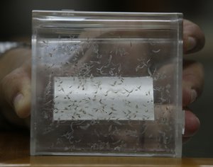 Hold for Thailand Liver Fluke by Robin McDowell. In this Sept. 7, 2016 photo, Thai officer show preserved Liver Fluke at Siriraj Hospital in Bangkok. (AP Photo/Sakchai Lalit)