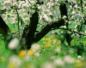 Altes Land region, flowering of trees