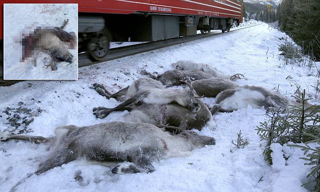 106 reindeer run down and killed by trains in four days