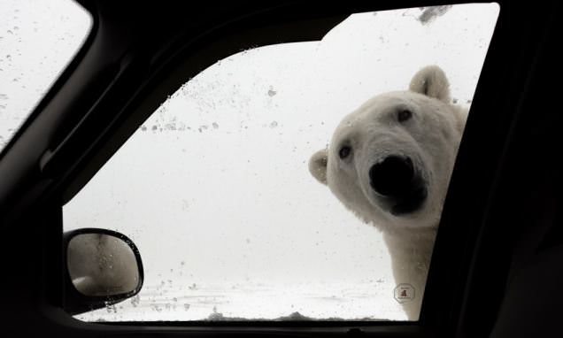 Polar bear presses nose up against car window