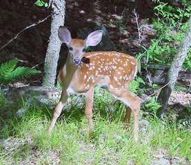 Fawn