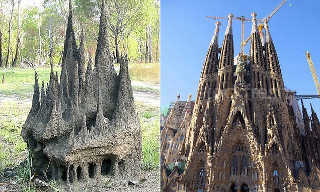 Richard Dawkins tweets photo of termite-built 'cathedral'