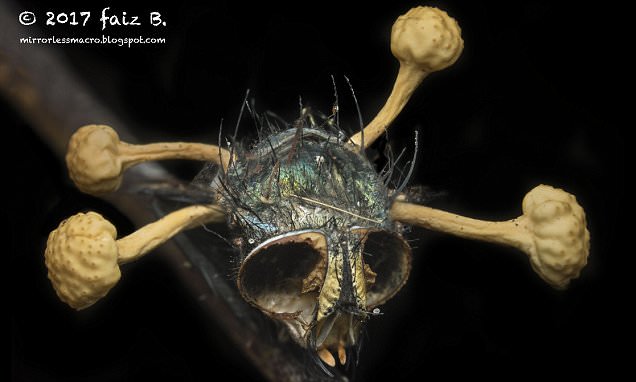 Nightmarish image of fly head infected with zombie fungus