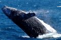 Asset Energy planned to do seismic testing during the peak humpback whale migration season.