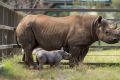 The southern black rhino calf, seen with his mother Bakhita was born at Dubbo's Taronga Western Plains Zoo on Halloween.