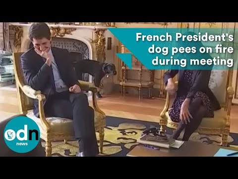 French President's dog pees on fire during meeting