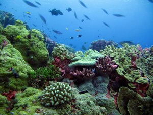 Coral reefs