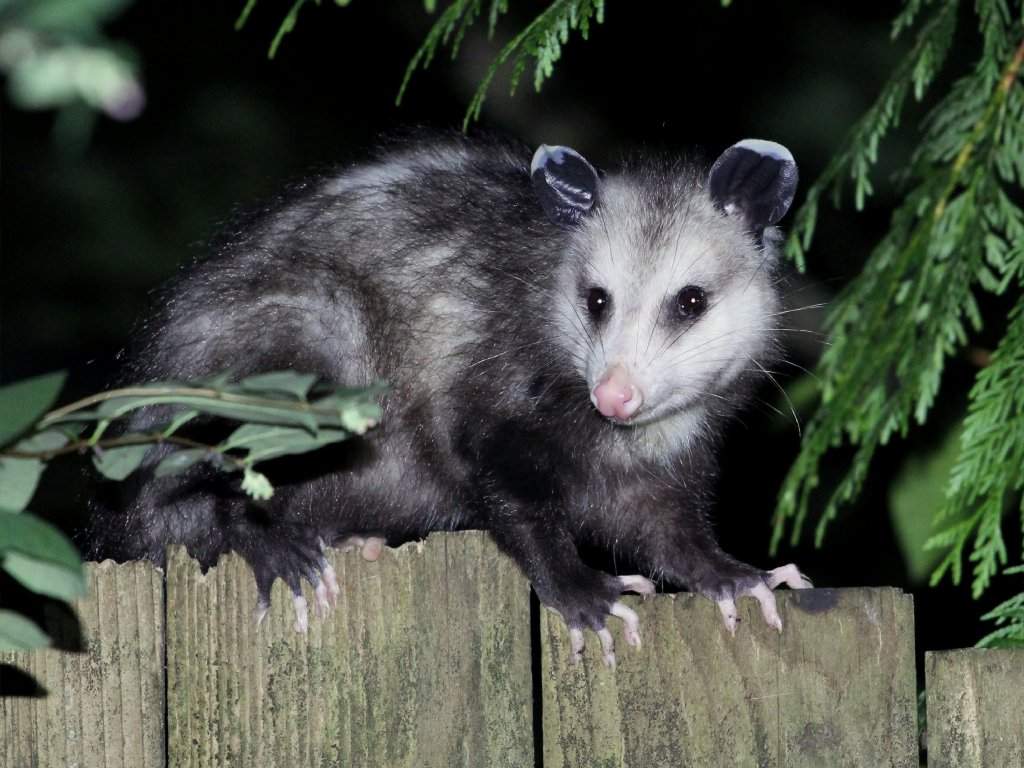 An opossum broke into a Florida liquor store and drank bourbon 