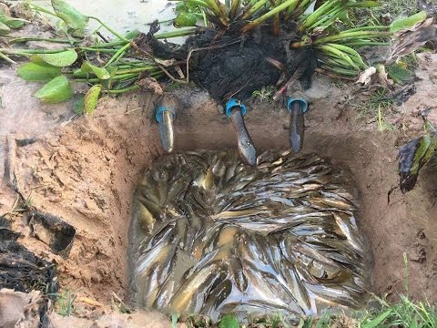 Amazing Deep hole Trap Catch a lot of fish and eels Make By Smart Boy in cambodia