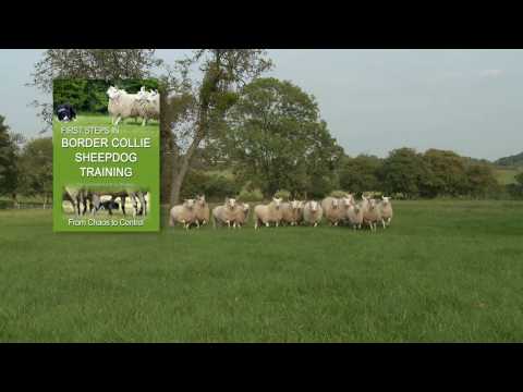 First Steps in BORDER COLLIE SHEEPDOG TRAINING - Teach a herding stock dog to round up sheep