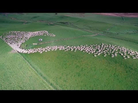 Mesmerising Mass Sheep Herding