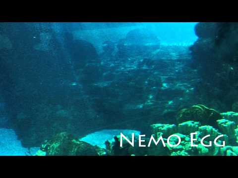 Finding Nemo Theme: Nemo Egg - Thomas Newman - Michael J. Linn