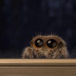 Lucas the Spider Waits Outside by the Window on a Cold Winter Night Asking to Be Let Inside