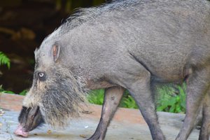 Wild boar in Bako National Park