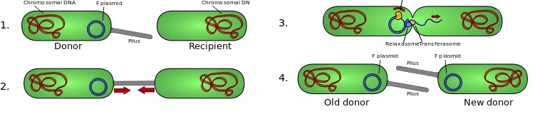 Conjugation