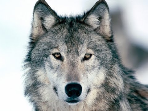 Curiosidades sobre Lobos