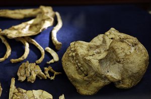 The virtually complete Australopithecus fossil "Little Foot" is displayed at the University of the Witwatersrand in Johannesburg, South Africa, Wednesday, Dec. 6, 2017.