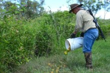 Stephen Andrew lays poisoned mangoes to kill feral pigs