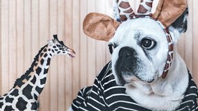 Tiere: Hund mit Giraffe