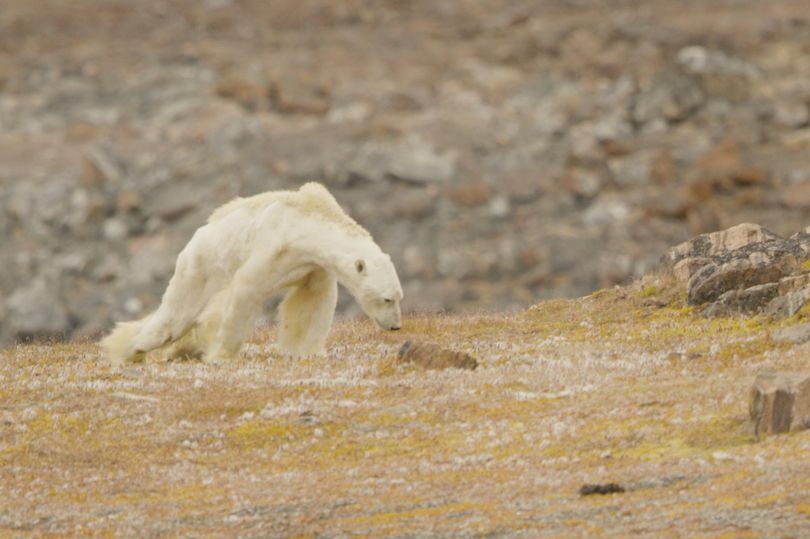 Heartbreaking video of a starving polar bear searching for food