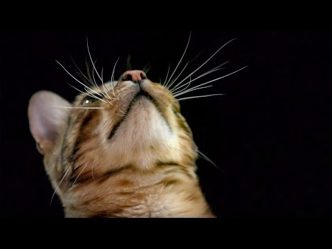 How do Cats Use Their Whiskers? Slow-Motion - Cats Uncovered - BBC