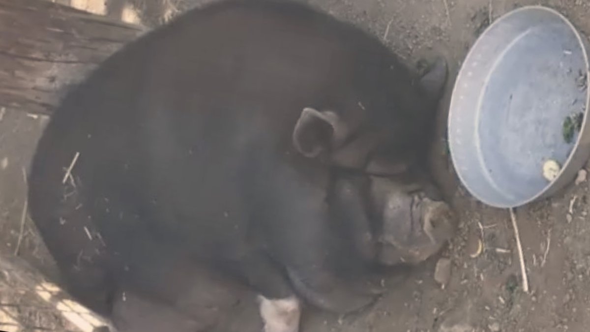This 1,000-pound pig is one of many animals saved from the wildfires