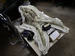 In this Aug. 15, 2017, photo, a skull of a young Columbian mammoth found at the construction site of the Metro Purple Line extension is placed on a cart at the La Brea Tar Pits and Museum in Los Angeles. The Los Angeles subway system is expanding and so too are the number of prehistoric fossils being recovered as crews dig beneath the city. (AP Photo/Jae C. Hong)