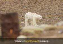 polarbear