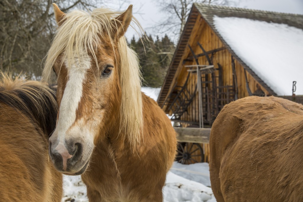 smSchonach im Schwarzwald: Horses