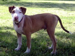 An American Pit Bull Terrier at 5 months.