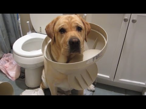 The Top 29 Dog Fails: FailArmy Hall of Fame (December 2017)