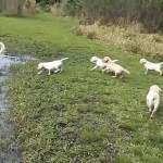 A Determined Father Dog Patiently Teaches His Devoted Little Puppies How to Swim