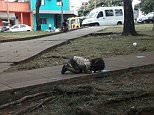 A shocking picture has emerged of a tiny girl on her hands and knees licking water from a dirty puddle during a 100F heatwave in a poverty stricken area of Argentina