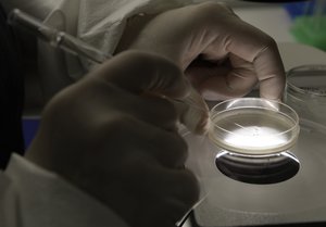 Theresa Gratsch, a Ph.D. research specialist, expands human embryonic stem cells under a microscope at the University of Michigan Center for Human Embryonic Stem Cell Research Labratory in Ann Arbor, Mich., Wednesday, Oct. 22, 2008. Michigan ballot Proposal 2 if passed would change state law to allow people to donate embryos left over from fertility treatments for scientific research.