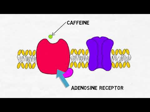 2-Minute Neuroscience: Caffeine