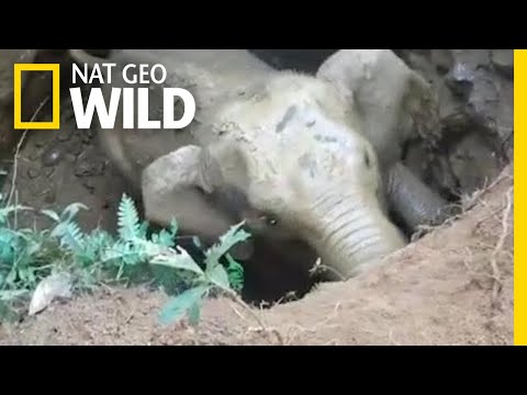 See Heartwarming Rescue of a Baby Elephant Trapped in a Well | Nat Geo Wild