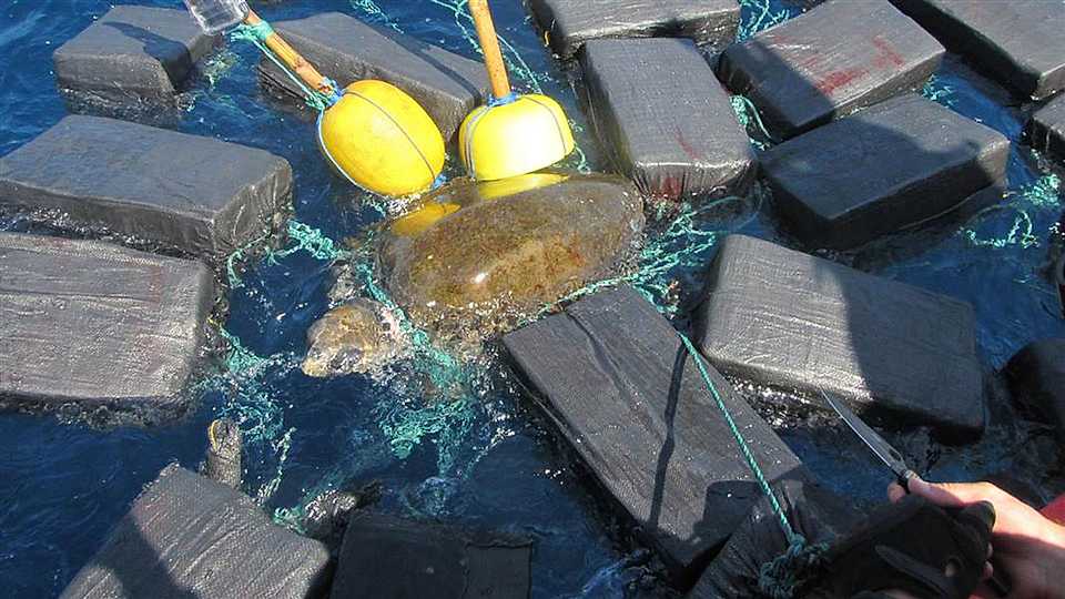 Sea turtle found bundled in $53 million worth of cocaine