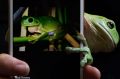 Australian Museum has produced an app which can identify frog species