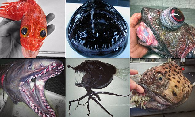 Fisherman reveals terrifying 'alien creatures' of the deep