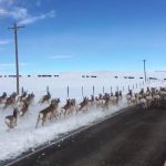 A Herd of Spry Antelope Run Across a Montana Highway to Reach a Field on the Other Side