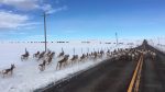 Herd of Antelope