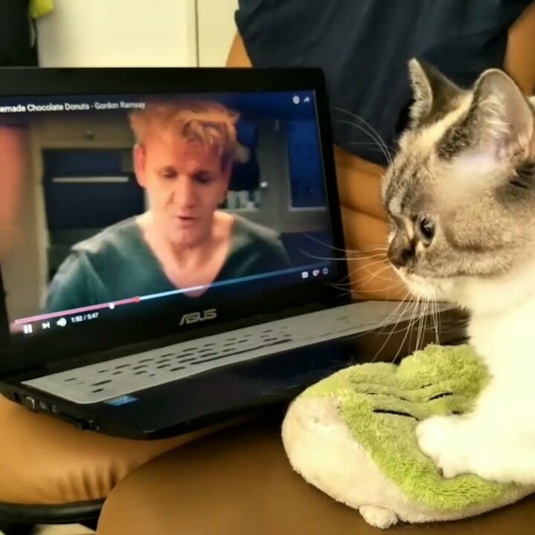 Focused Munchkin Cat Watches Gordon Ramsay Knead Dough for Helpful Biscuit Making Tips