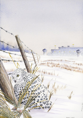 Snowy Owl and Field - print quality