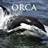 Orcas 2018 Calendar