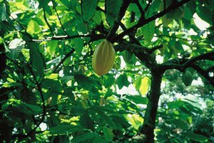 File - Young Cacao plantation.Cacao is grown both by large agro-industrial plantations and also by small producers.