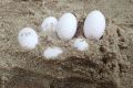 Snake eggs discovered: 43 brown snake eggs were removed by FAWNA from a local Laurieton school sandpit.