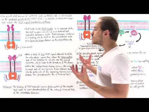 EGF Signal Transduction Pathway