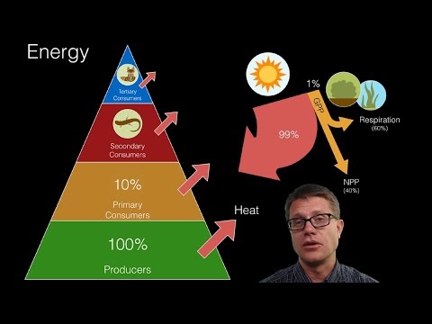 Energy Flow in Ecosystems