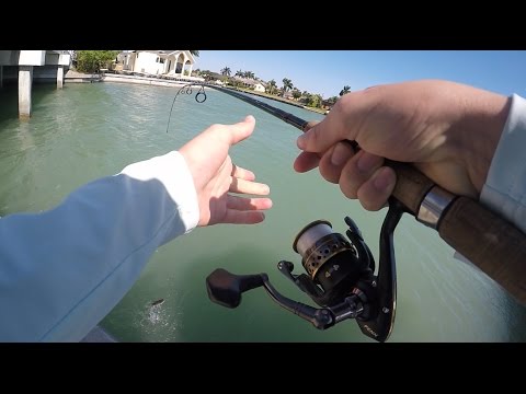 Marco island canal fishing- Florida Fishing Day 1